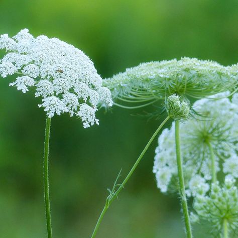 Amazon.com : Queen Anne’s Lace Seeds Daucus Carota, Wild Carrot Edible Low Maintenance Attracts Pollinators Patio Borders Outdoor 30Pcs Flower Seeds by YEGAOL Garden : Patio, Lawn & Garden Queens Lace Flower, Wild Carrot, Daucus Carota, Carrot Seeds, Attract Pollinators, Queen Anne's Lace, Queen Annes Lace, Lace Flowers, Outdoor Plants