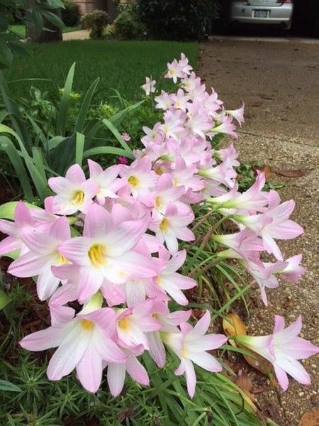 Try some easy-to-grow rain lilies in your landscape | Columnists | tylerpaper.com Pink Rain Lily Flower, Pink Rain Lily, Rain Lillies, Rain Lily Flower, Rain Lilly, Lilly Plants, Lilly Garden, Texas Gardens, Easy To Grow Flowers