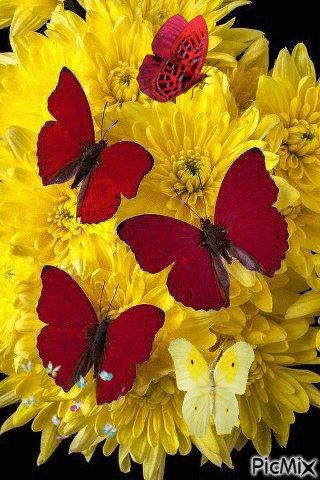 norma mazzucco Love Butterflies, Butterflies And Dragonflies, Flowers Butterfly, Butterfly Pictures, Red Butterfly, Birds And Butterflies, Butterfly Kisses, Butterfly Wallpaper, Butterfly Garden