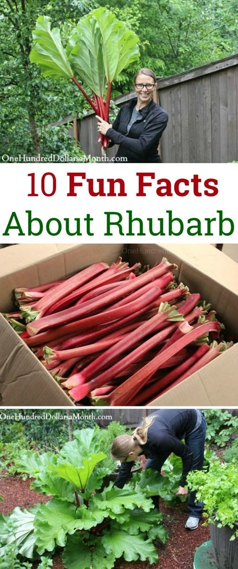 Rhubarb Rhubarb, Growing Rhubarb, Tiny Patio, 10 Fun Facts, Rhubarb Plants, Rhubarb Desserts, Greenhouse Growing, Rhubarb Recipes, Stone Garden