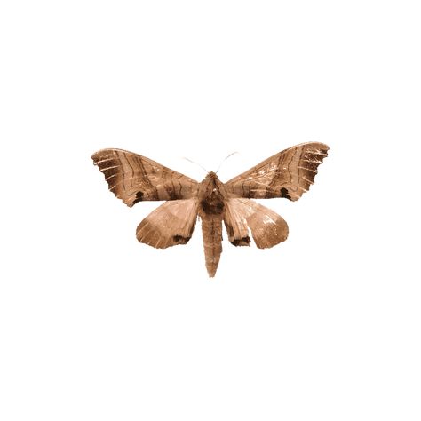 Hercules Moth, Moth Png, Moth Collection, Photo Clipart, Paper Doll Template, Photo Images, Hercules, Hd Photos, Inspiration Board