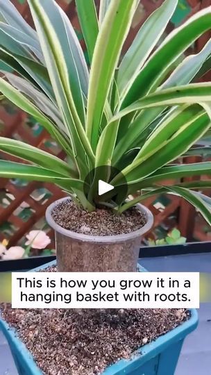 3.2K views · 33 reactions | shaping bonsai #gardening #gardentools #gardeningtools #tool #tools #gardeningmakemehappy #handtools #cooltools #satisfying #gardeners #gardeninspiration #gardening #trees #tree #treesofinstagram #treestreestrees #treestagram #gardeningtips | Pro Gardening | Pro Gardening · Original audio Spider Plant Bonsai, Mini Gardens, Spider Plant, Plant Propagation, Spider Plants, Propagating Plants, Mini Garden, Hanging Baskets, Garden Ideas