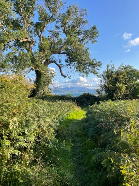 the welsh countryside Welsh Forest, Welsh Aesthetic, Welsh Mountains, Welsh Landscape, Welsh Culture, Canine Teeth, Welsh Countryside, Good Genes, Fantasy Ideas