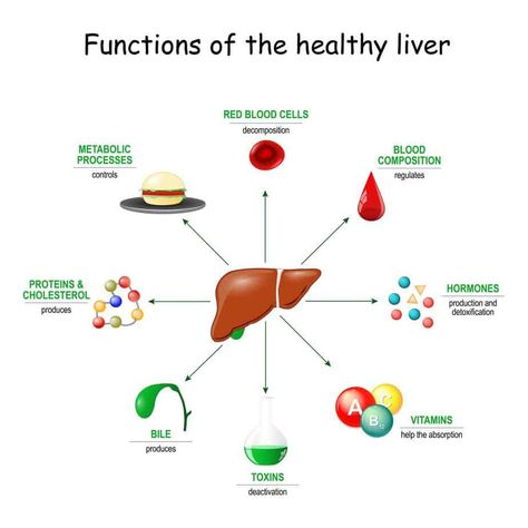 liver function Liver Diet, Human Body Parts, Protein Synthesis, Healthy Liver, Forever Living, Body Organs, Liver Health, Forever Living Products, Traditional Medicine