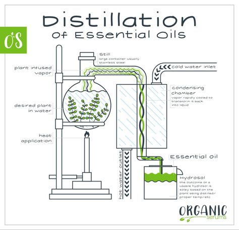 Essential Oils - Process Oil Distiller, Essential Oils Diy, Oil Extraction, Essential Oil Distiller, Lots Of Plants, Essential Oil Extraction, Making Essential Oils, Diy Essentials, Chemistry Labs