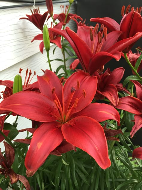 Deep Red Asiatic Lily Red Asiatic Lily, Red Lillie’s, Red Lilly, Red Lily Flower, Red Lilies, Asiatic Lily, Flower Gardening Ideas, Lilly Flower, Photos Flowers