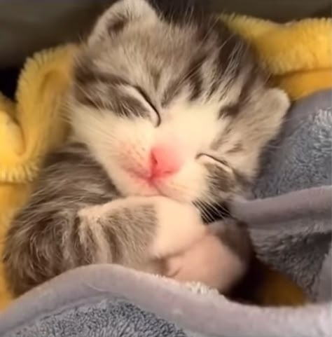 Sleepy Kitten, Animals Memes, Silly Kitties, Cute Little Kittens, Cats Pictures, Silly Cats Pictures, Cute Cats Photos, Kittens And Puppies, Baby Kittens