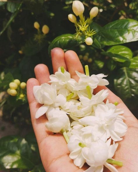 She is so pretty Masha allah 😂💓 White Jasmine Flower, Sunday Fashion, Nature Photography Flowers, Fashion Tiktok, Flowers Instagram, Sky Photography Nature, Hand Flowers, Jasmine Flower, Hand Pictures