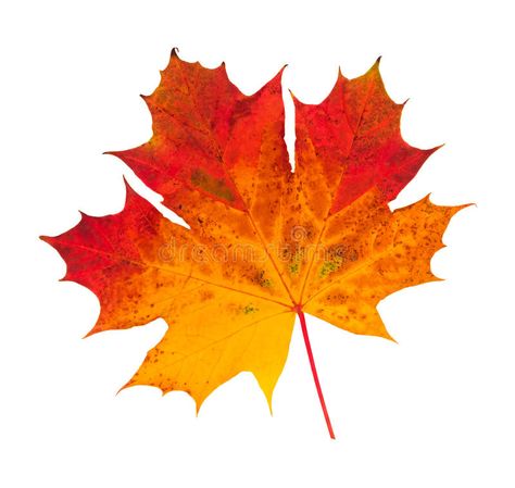 Autumn Leaf. A maple Leaf in autumn , #Affiliate, #Leaf, #Autumn, #autumn, #maple #ad Wood Burning Patterns Stencil, Summer Leaves, Leaf Projects, Autumn Leaves Art, Oil Pastels Painting, Bedroom Decor For Teen Girls, Leaf Drawing, Dry Leaf, Autumn Leaf