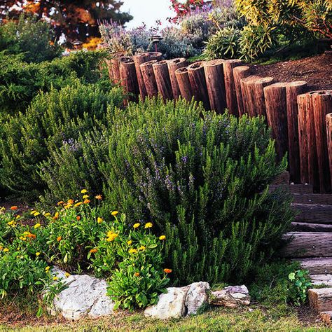 Collingwood Ingram rosemary: a good choice for slopes. [article on types of rosemary plants] Plant Rosemary, Rose Landscape, Rosemary Garden, Full Sun Shrubs, Witches Garden, Witchy Garden, Tall Shrubs, Growing Rosemary, Tattoo Plant