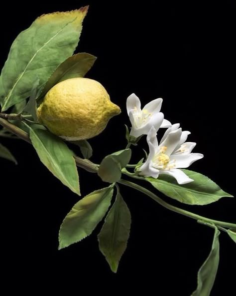 Resimlerin Dili Flor Tattoo, Raindrops And Roses, Still Life Fruit, Fruit Photography, Fruit Painting, Floral Photography, Lemon Tree, Still Life Art, Fruit Art