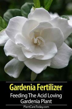 Gardenia Indoor, Gardenia Fertilizer, Gardenia Care, Gardenia Trees, Growing Gardenias, Gardenia Plant, Acid Loving Plants, Fragrant Plant, Fertilizer For Plants