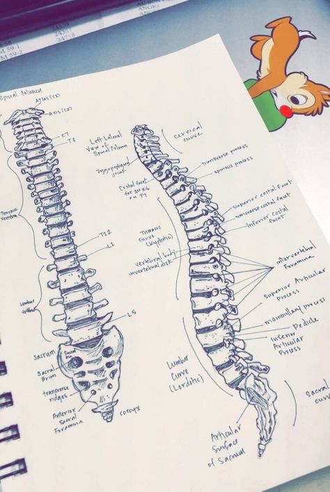 Anatomia Humana Ossos Coluna College Studying, Medical Student Study, Aesthetic School, Medical School Motivation, Medicine Student, Medical School Inspiration, Nursing School Notes, Medical School Studying, Medical School Essentials