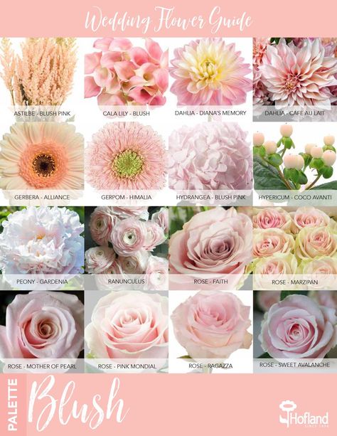 Wedding flower guide - blush pink Light Pink Flower Bouquet Wedding, Blush Colored Flowers, Blush Pink Flowers Wedding, Pink Flower Types, Pink Flowers For Wedding, Light Pink Bridal Bouquet, Blush Pink Bridal Bouquet, Pink Flower Names, Wedding Flower Types