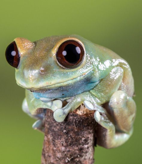 Cute Frog Photography, Frog From Above, Frog Reference Photo, Aesthetic Animal Painting, Pfp Frog, Frog Art Aesthetic, Frog Pose Yoga, Frog Reference, Frog Photography