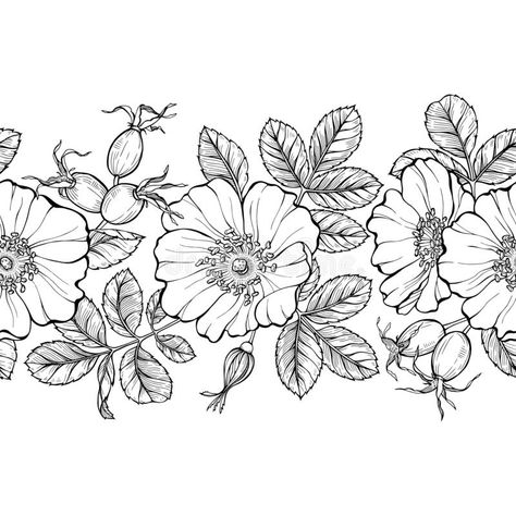 Floral seamless border, line art drawing. Wild rose flowers and berries design template. Rose hip vector illustration vector illustration Bed Of Flowers Drawing, Prairie Rose Drawing, Rose Hip Illustration, Rose Hip Drawing, Prairie Rose Tattoo, Wild Roses Tattoo, Wild Rose Drawing, Hat Beading, Bush Drawing