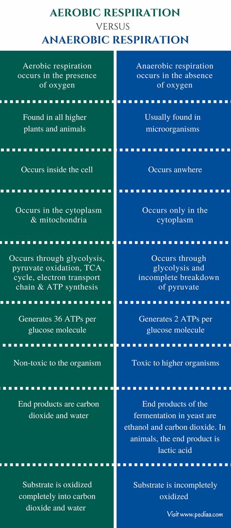 Aerobic And Anaerobic Respiration, Aerobic Respiration, Teas Exam, Neet Biology, Anaerobic Respiration, Oxidative Phosphorylation, Citric Acid Cycle, Learn Biology, Biology Worksheet