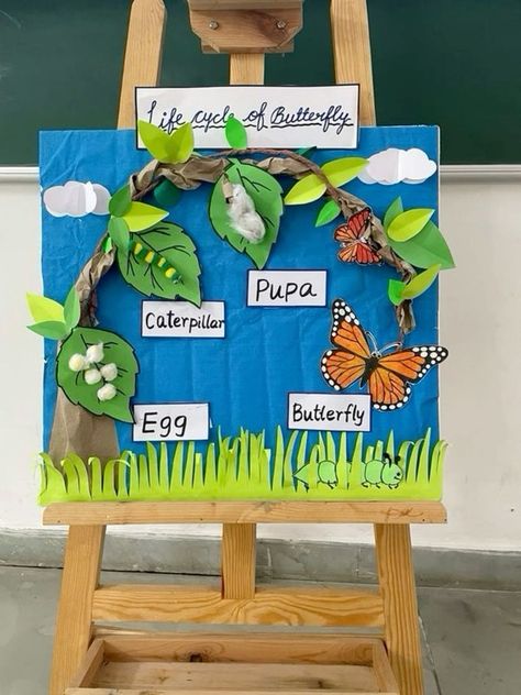 Butterfly Cycle Project, Life Cycle Of A Butterfly Craft, Butterfly Life Cycle Project, Butterfly Cycle, Butterfly Life Cycle Activity, Butterfly Life Cycle Craft, Life Cycle Activities, Science Exhibition Projects, Life Cycle Of A Butterfly