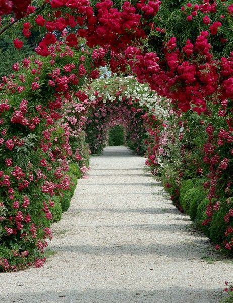 Rose Garden Design | Rose Garden | design calendar Moderne Have, Rose Arbor, Colorful Roses, Have Inspiration, Climbing Roses, Gorgeous Gardens, The Secret Garden, Rose Garden, Garden Paths