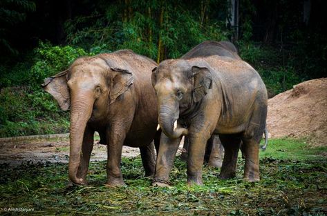 The Sumatran elephant (Elephas maximus sumatranus) is one of three recognized subspecies of the Asian elephant, and native to the Indonesian island of Sumatra. In 2011, IUCN upgraded the conservation status of the Sumatran elephant from endangered to critically endangered in its Red List as the population had declined by at least 80% during the past three generations, estimated to be about 75 years. The subspecies is preeminently threatened by habitat loss, degradation and fragmentation, and poa Sumatran Elephant, Endangered Wildlife, Asian Elephant, Endangered Animals, Endangered Species, Lives Matter, Animal Photography, Mammals, Pet Birds