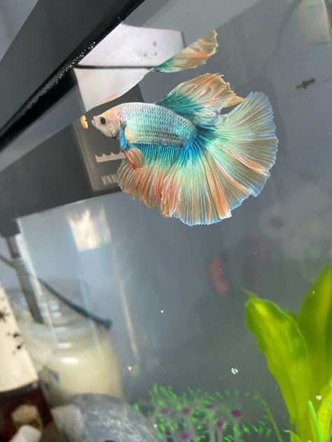 Betta Fish: New betta! https://www.flakefood.com/318035/betta-fish-new-betta/ Pretty Betta Fish, Beta Fish Aesthetic, Betta Fish Aesthetic, Cute Fish Tank Ideas, Cute Fish Tank, Apartment Pets, Blue Betta Fish, Cute Fishes, Beta Tank