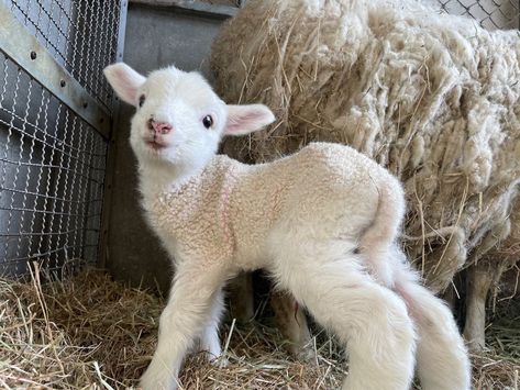 Cute Lamb, Academic Drawing, Cute Goats, Baby Lamb, Sheep And Lamb, Baby Goats, Pretty Animals, Silly Animals, Little Animals