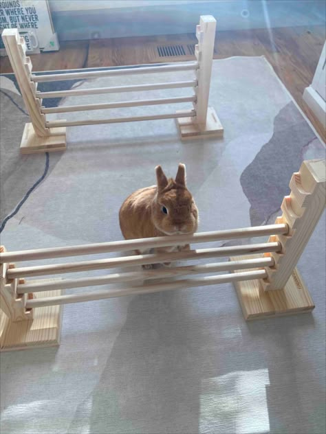 Natural Wood Product: Rabbit jump bar is made of natural wood material, which is strong and durable, the wood fiber structure is complete. Our rabbit jump hurdle bars provide pets with exercise opportunities, encourages pets to exercise, helps pets lose weight, strengthens their physical fitness, and kills boredom. The rabbit training obstacle bar can also increase the game interaction time between the pet and the owner. Bunny Obstacle Course Diy, Rabbit Playground Indoor, Rabbit Run Ideas, Rabbit Training, Rabbit Activities, Bunny Enrichment, Rabbit Playground, Diy Bunny Toys, Diy Rabbit Cage