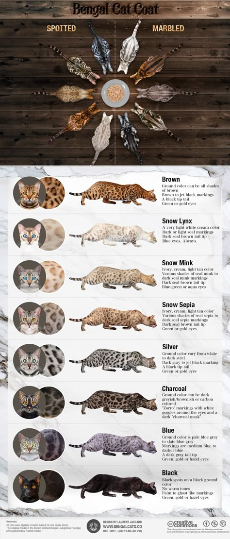 Cats Infographic, Bengal Cat Facts, Ahal Teke, Training Cats, Gato Bengali, Bengal Cat For Sale, Facts Infographic, What Cats Can Eat, Cats Tips