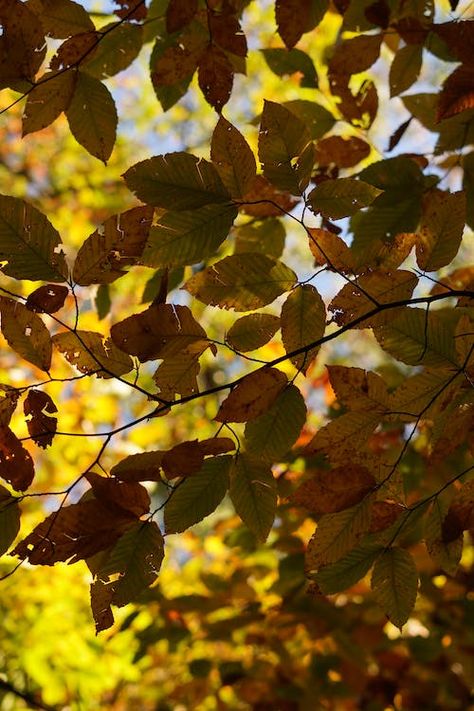 Close-up of Yellow Autumn Leaves of Beech · Free Stock Photo Leaf Up Close, Leaves Falling From Trees, Pictures Of Leaves, Autumn Leaves Falling Down Like Pieces Into Place, Branches With Leaves Photography, Yellow Autumn Leaves, Yellow Autumn, Golden Leaves, Close Up Pictures