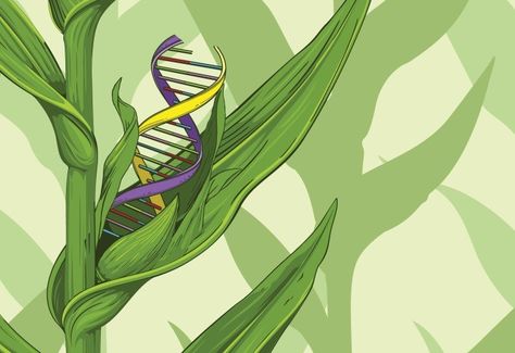 CRISPR: A new toolbox for better crops Iphone Wallpaper Korean, Biology Plants, Dna Art, File Decoration, File Decoration Ideas, Digital Animation, Plant Breeding, Environmental Engineering, Corn Plant