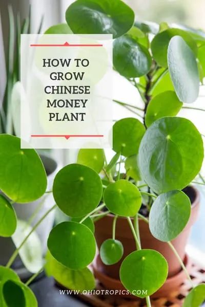 Chinese Money Plant Care, Money Tree Plant Care, Chinese Money Tree, Money Plant Care, Pilea Plant, Plant Business, Money Tree Plant, Pachira Aquatica, Houseplant Care