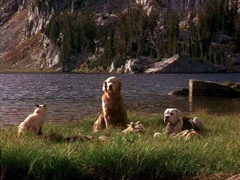 Homeward Bound Movie, Bound Movie, Best Kid Movies, Oz Movie, The Incredible Journey, Kids Movies, Disney Cats, Tv Dinner, The Best Movies