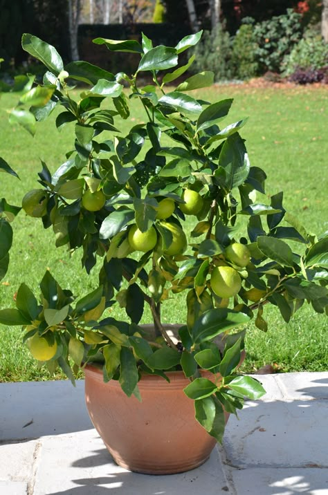 Citrus In Pots, Lemon Tree Potted, Key Lime Tree, Fruit Trees In Containers, Tree In A Pot, Lime Trees, Growing Citrus, Citrus Tree, Fruit Growing