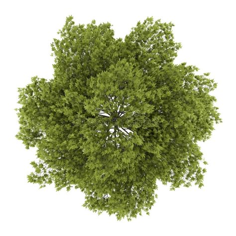 Tree Plan Photoshop, White Ash Tree, Tree Top View, Tree Psd, Trees Top View, Tree Texture, Tree Photoshop, Photoshop Rendering, Tree Plan