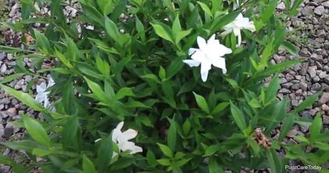 Frost Proof Gardenia, Frostproof Gardenia, Lantana Bush, Gardenia Care, Bamboo Plant Care, Growing Gardenias, Gardenia Bush, Cape Jasmine, White Flowering Shrubs