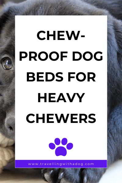 Are you in need of a chew-proof dog bed? Here are our favorites along with other tips to prevent your dog from chewing their bed! #chewresistant #chewproof #dogsupplies #dogs Dig Box For Dogs, Chew Proof Dog Bed Diy, Indestructible Dog Bed, Diy Dog Bed Pillow, Chew Proof Dog Bed, Bed On The Floor, Big Dog Beds, Dog Dye, Indestructable Dog Bed