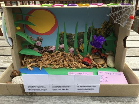 Bug Model School Project, 3rd Grade Habitat Project, Habitat Diaroma, Insect Habitat Project Kids, Ladybug Habitat, Anaconda Habitat Diorama, Bug Diorama, Elementary School Projects, Insect Box