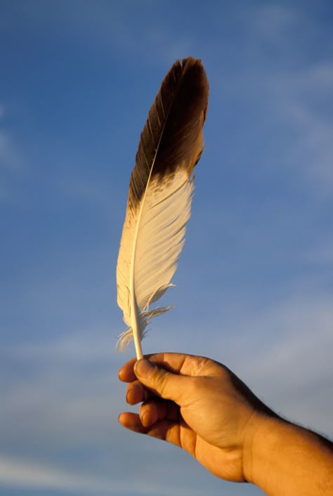 Bald Eagle Feather, Feather Identification, Hawk Feathers, Indian Feathers, Eagle Feather, Feather Quill, Eagle Feathers, Native Pride, Native American Peoples