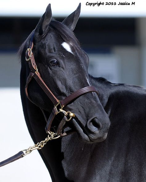 Black Thoroughbred Mare, Thoroughbred Horse Black, Black Thoroughbred Horse, Black Thoroughbred, Show Jumper, Saddle Club, Thoroughbred Horse Racing, Hanoverian, Black Stallion