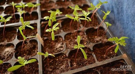 An easy seed starting set up! Seed Starting Setup, Seeds To Start Indoors, When To Transplant Seedlings, Types Of Seeds, Fruit Bearing Trees, Pea Plant, Growing Tomatoes In Containers, Tomato Seedlings, Vegetable Garden Tips