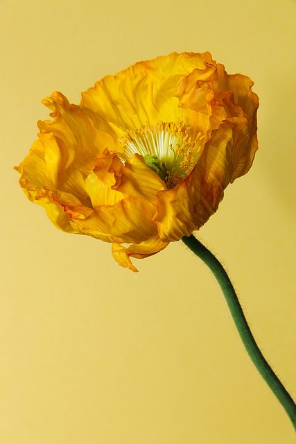 Yellow poppy by rick ligthelm, via Flickr Yellow Poppy, Poppy Tattoo, Floral Photography, Poppy Seed, The Wizard Of Oz, Mellow Yellow, Poppy Flower, Yellow Flower, Types Of Flowers