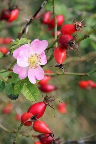 Rosehip - sweet, healthy, delicious, good for your skin and very common to find along the Danish beaches. Rose Seeds, Perennial Shrubs, Planting Roses, Rose Bush, Flowers Perennials, Wild Rose, Wild Roses, Rose Garden, Shade Garden