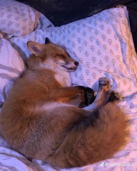 Fox Pictures, Pet Fox, Pretty Animals, Silly Animals, Fluffy Animals, Cute Fox, Cute Animal Photos, Red Fox, Cute Creatures