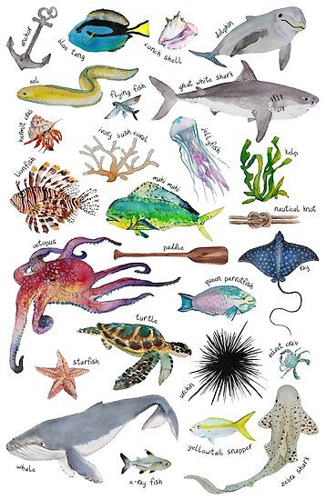 Under the Sea alphabet! From Anchor to Zebra shark • Millions of unique designs by independent artists. Find your thing. Silly Sea Creatures, Sea Alphabet, Under The Sea Drawings, Seascape Quilts, Fish Under The Sea, Sea Drawing, Sea Creatures Art, Alphabet Art Print, Creatures Art