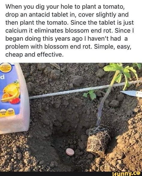 This is adorable :) Easy Gardening, Gardening Hacks, Veg Garden, Home Vegetable Garden, Garden Yard Ideas, Food Garden, Tomato Plants, Veggie Garden, Growing Food