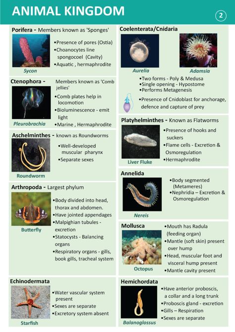 Phylum Hemichordata: Characteristics, Classification, Examples Phylum Notes, Phylum Cnidaria Notes, Neet Exam Notes Biology Tricks Animal Kingdom, Animal Kingdom Notes Neet, Animal Kingdom Notes, Biological Classification Notes, Class 11 Biology Notes, Zoology Notes, Cell Biology Notes