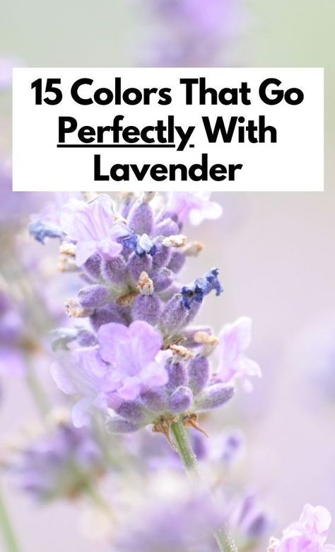 Discover 15 stunning colors that pair perfectly with lavender, whether you're decorating a room, planning a wedding, or creating a cohesive color scheme. Colors That Match With Lavender, Colors To Pair With Lavender, How To Pair Lavender Color, Colors That Complement Purple, Colors That Compliment Lavender, What Colors Go With Lavender, Colors That Go With Light Purple, Lavender Complementary Colors, Colours That Go With Lilac