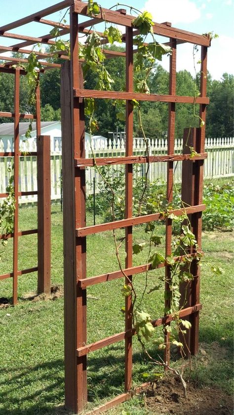 Grapevine Trellis, Small Garden Fence, Grape Vine Trellis, Grape Trellis, Vine Trellis, Cozy Garden, Trellis Ideas, Diy Trellis, Garden Vines