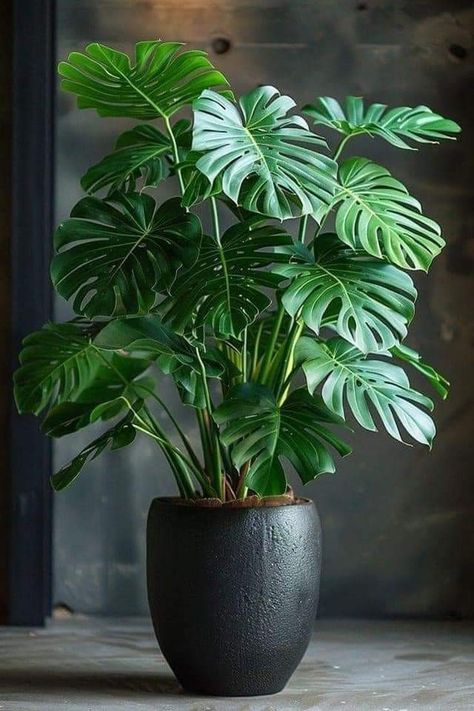 Indore Plants, Indoor Plants Decor, Tall Indoor Plants, Plant Wishlist, Indoor Greenery, Balcony Plants, Tropical Gardens, Plant Shop, Best Indoor Plants