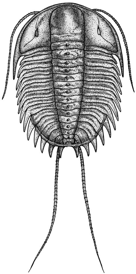 Trilobite Trilobite Drawing, Trilobite Tattoo, Bang Drawing, Fossil Drawing, Burgess Shale, Traveling Exhibition, Petroglyphs Art, Fossil Art, Diy Gifts For Dad